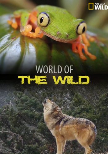 National Geographic.    / Nat Geo Wild: World of the Wild [1-13 c  13] (2016) HDTVRip  Kaztorrents | P1