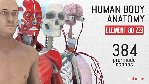 Human Body Anatomy - Project for After Effects (Videohive)