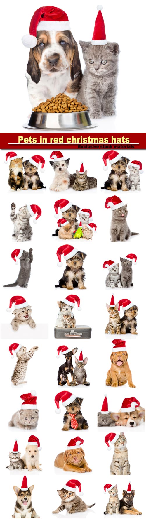 Group of pets in red christmas hats, isolated on white background