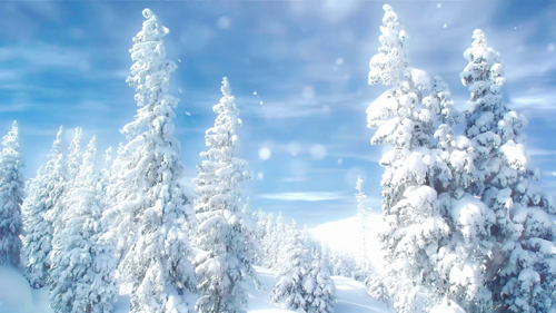 Winter forest in the snow HD