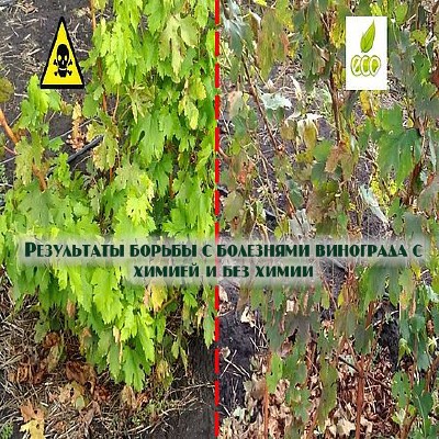 Результаты борьбы с болезнями винограда с химией и без химии (2016) WEBRip