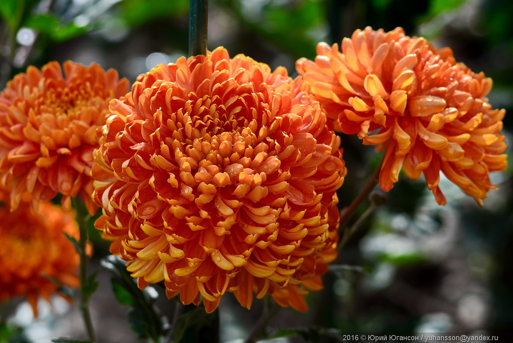 В крымском ботаническом саду продолжается бал хризантем [фото]