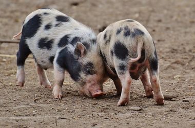 Ученые выяснили причины оптимизма свиней