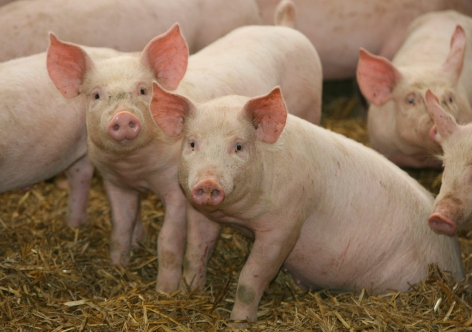 Свиньи в Крыму погибают от африканской чумы – ветеринары