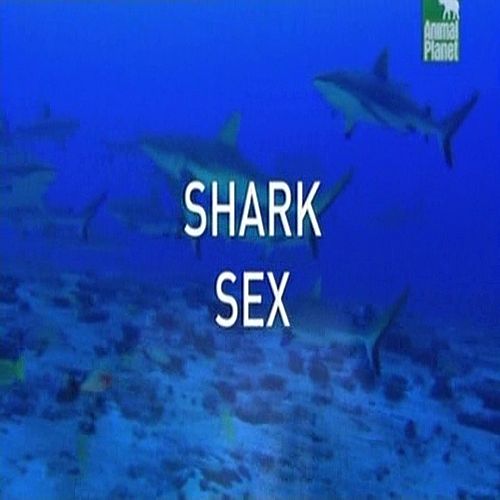    / Shark Sex (2005) TVRip