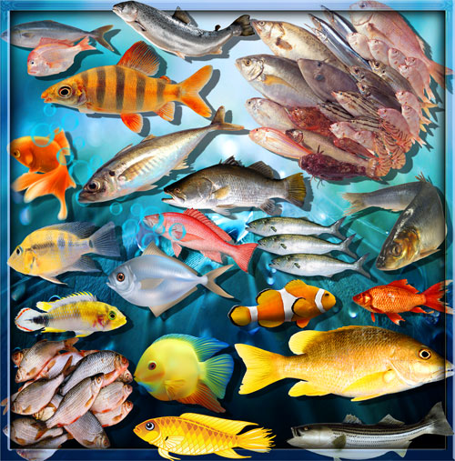 Png клипарты - Рыба