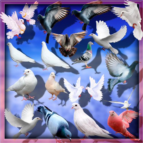 Png клип-арты - Дикие и домашние голуби