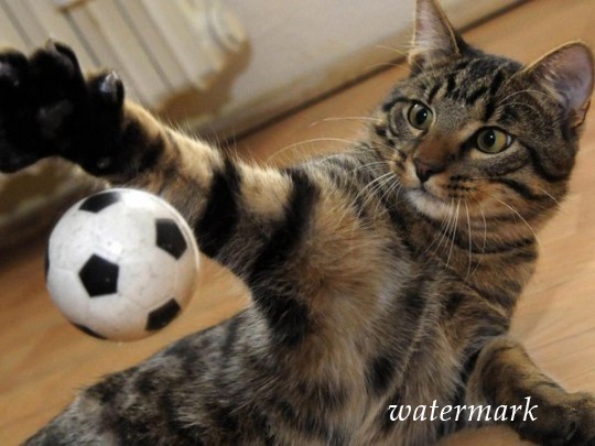 Кот-вратарь: Джиджи отбивает мячи не аховее Буффона(видео)