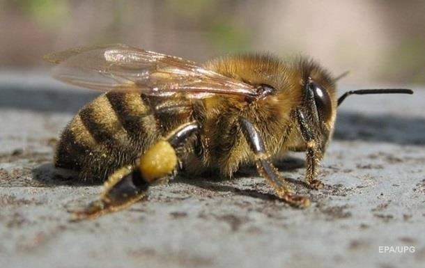 Пчелы умеют считать – ученые